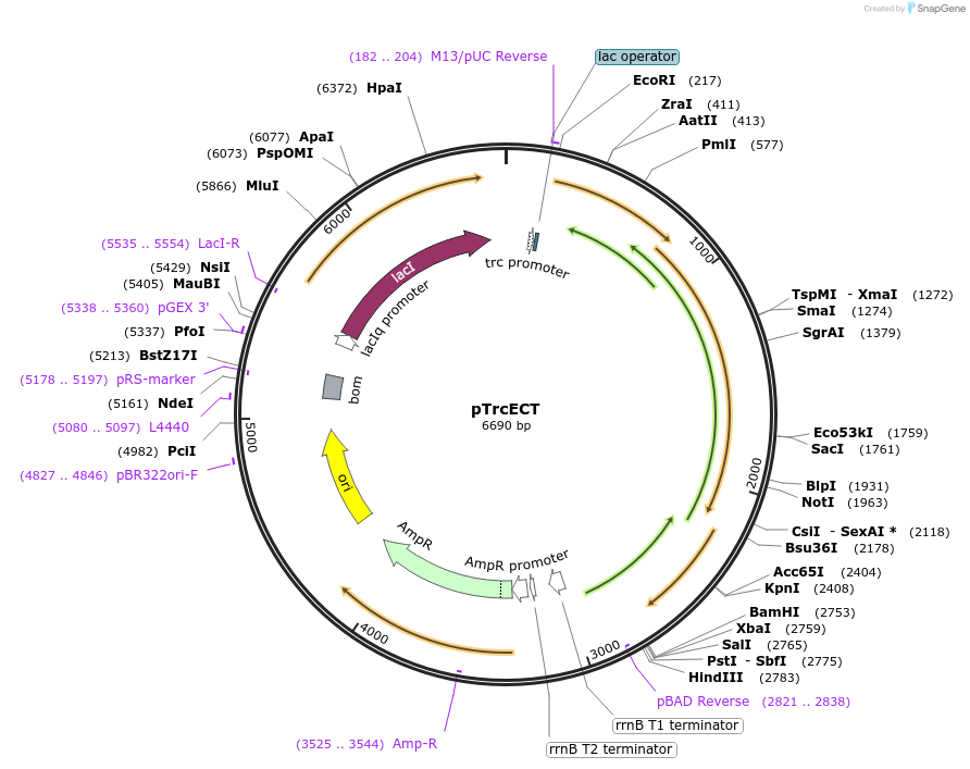 75477-plasmid-map-sequence-id-512465