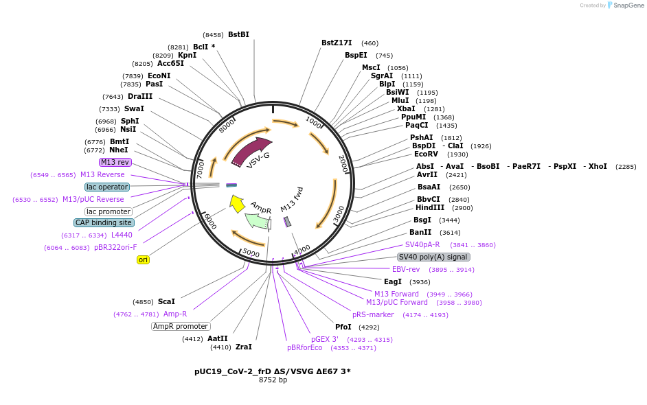 253173-plasmid-map-sequence-id-512471