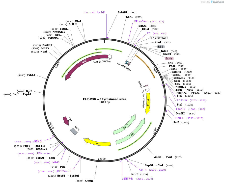 255772-plasmid-map-sequence-id-512473