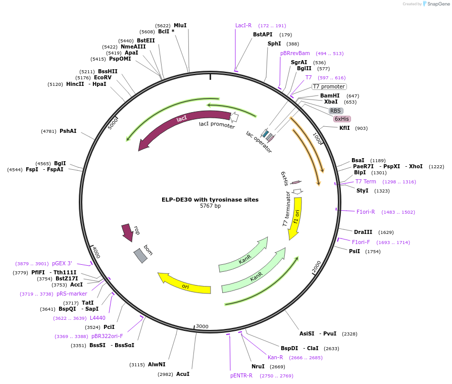 255773-plasmid-map-sequence-id-512474