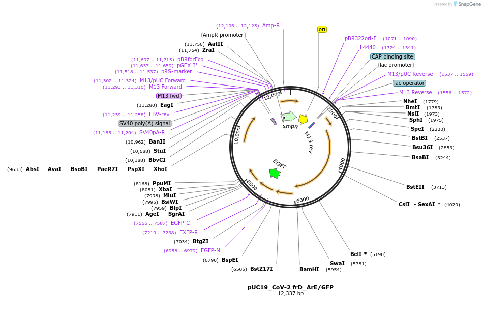 253120-plasmid-map-sequence-id-512476