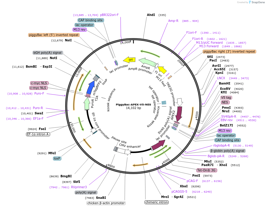 229082-plasmid-map-sequence-id-512477