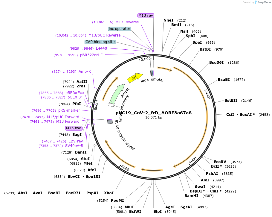 253131-plasmid-map-sequence-id-512479