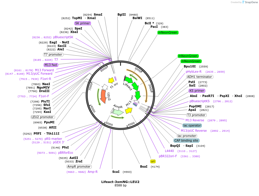 227594-plasmid-map-sequence-id-512481