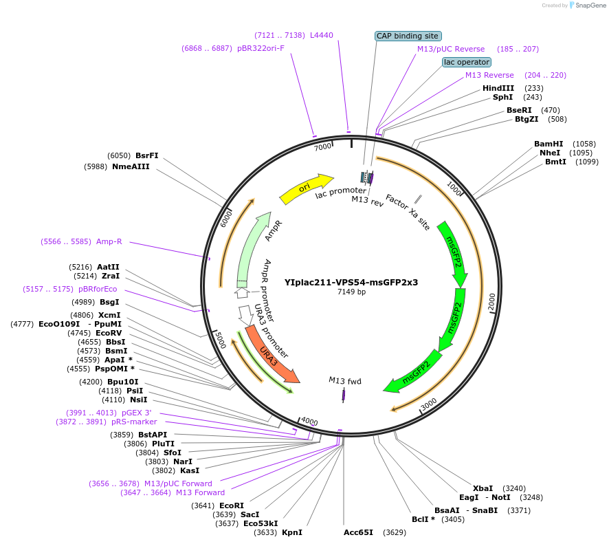 255068-plasmid-map-sequence-id-512489