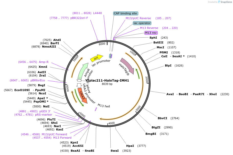 255055-plasmid-map-sequence-id-512490