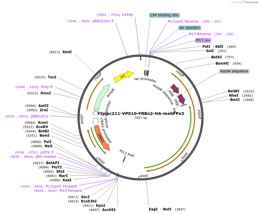 255062-plasmid-map-sequence-id-512491