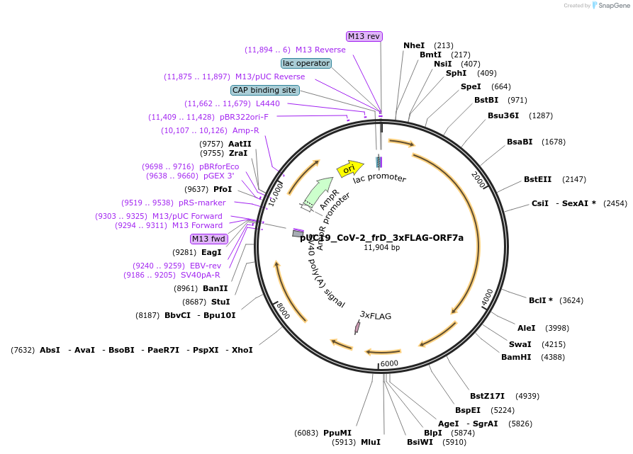 253136-plasmid-map-sequence-id-512492