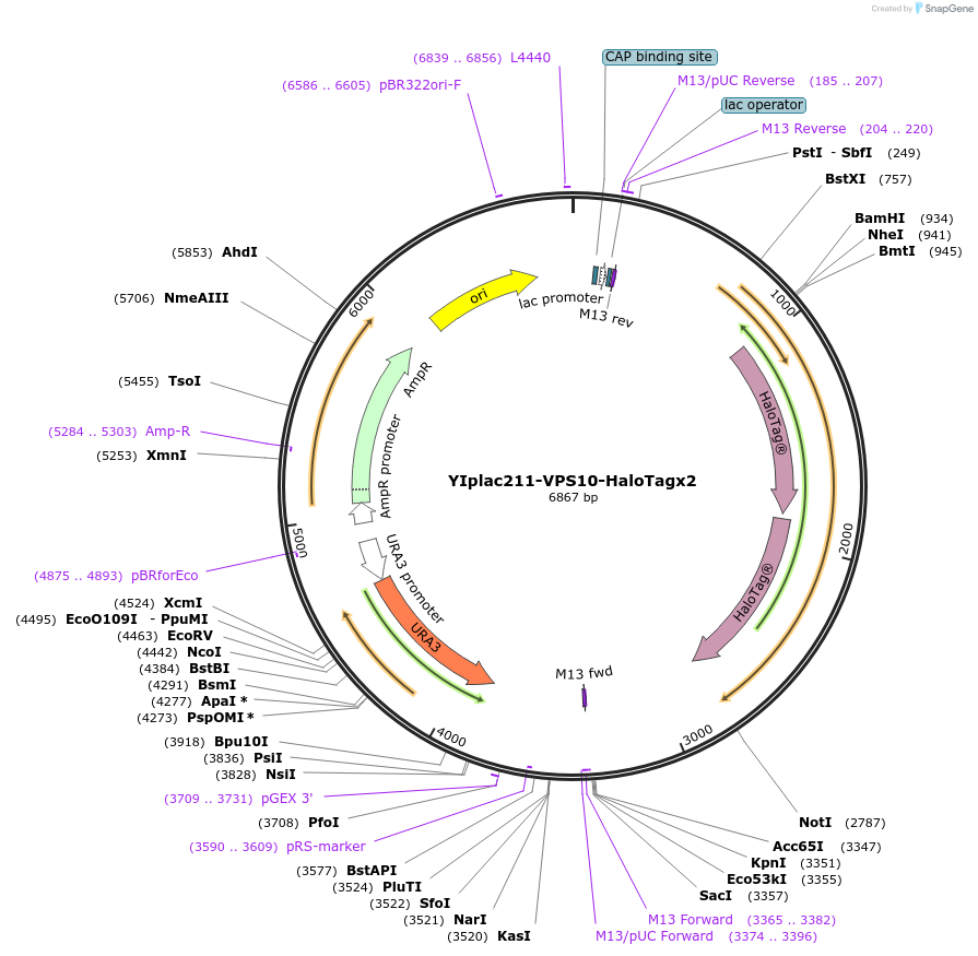 255064-plasmid-map-sequence-id-512493