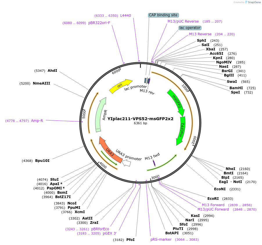 255067-plasmid-map-sequence-id-512495