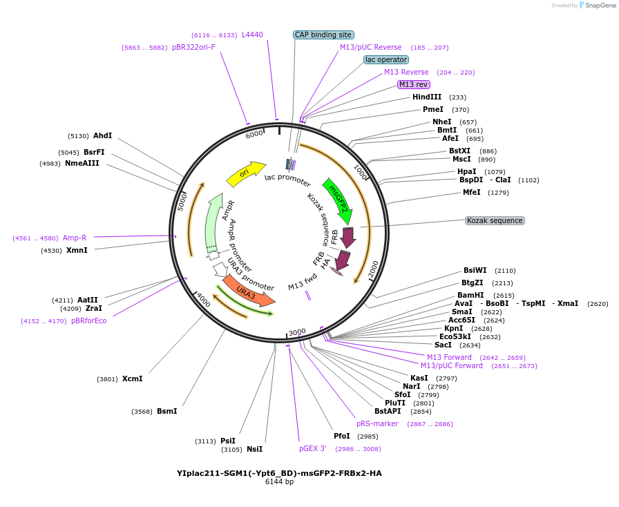 255061-plasmid-map-sequence-id-512498