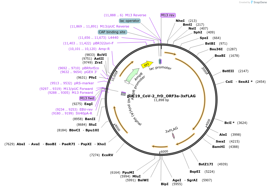 253133-plasmid-map-sequence-id-512501