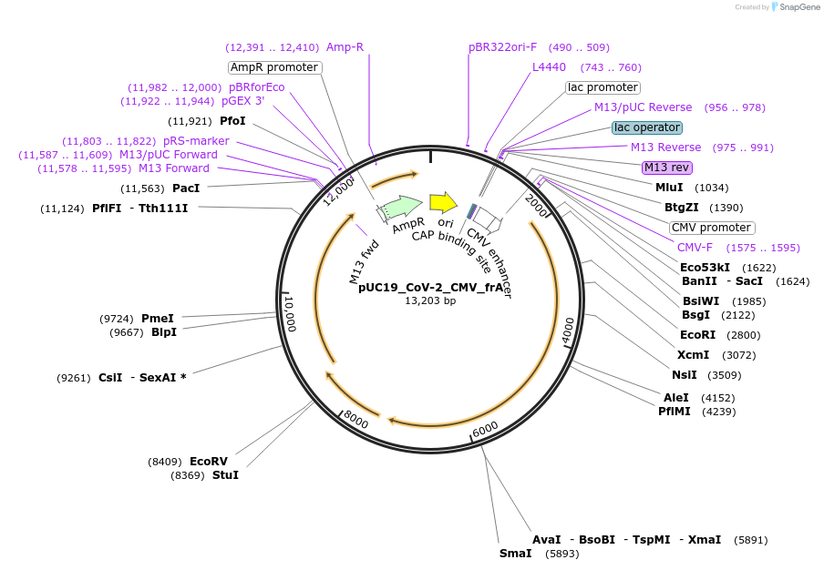 253182-plasmid-map-sequence-id-512502