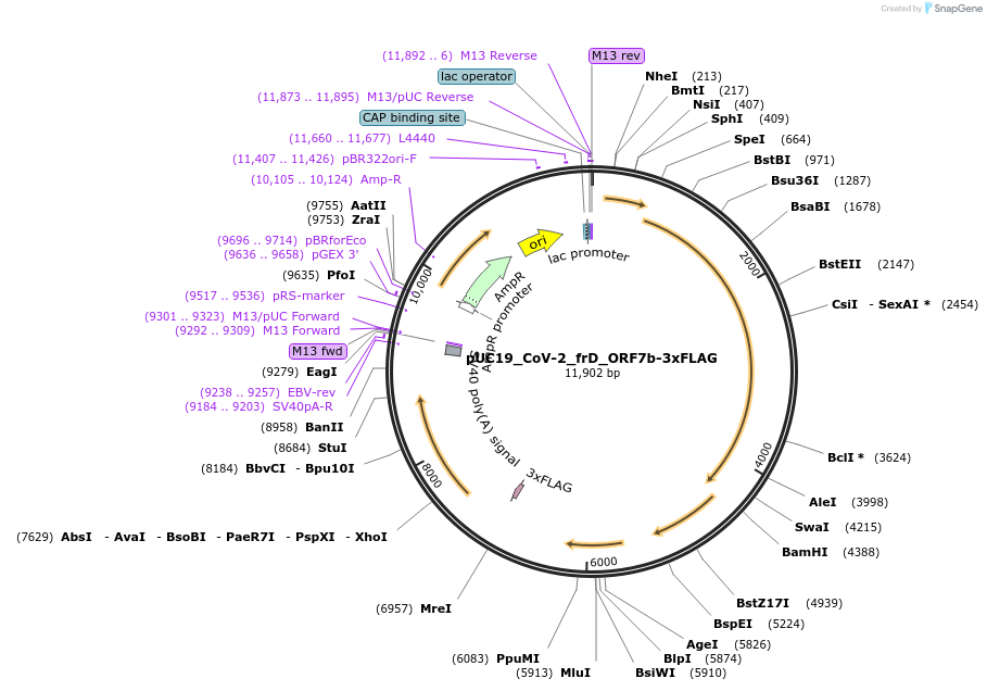 253137-plasmid-map-sequence-id-512505