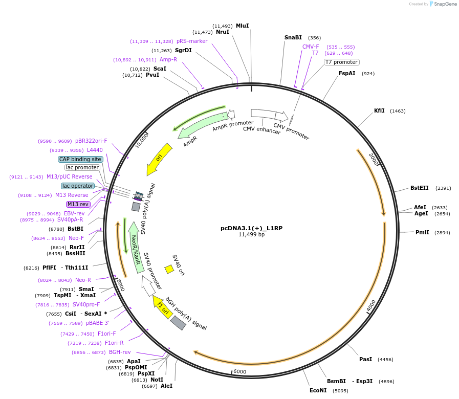 255272-plasmid-map-sequence-id-512506