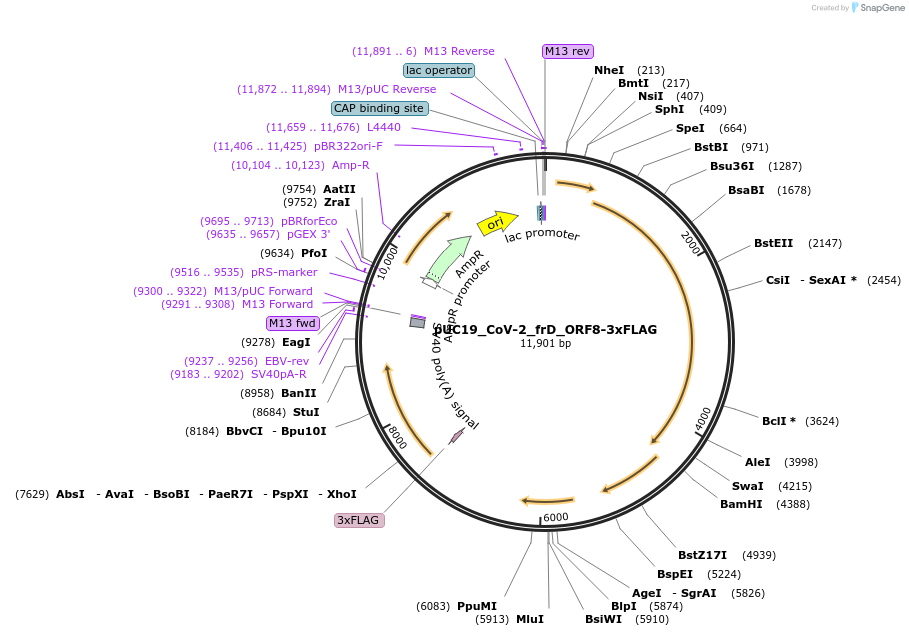 253138-plasmid-map-sequence-id-512507