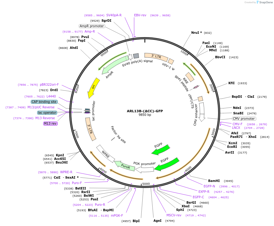 246844-plasmid-map-sequence-id-512508
