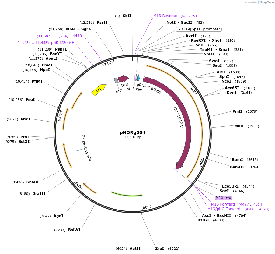 249345-plasmid-map-sequence-id-512510