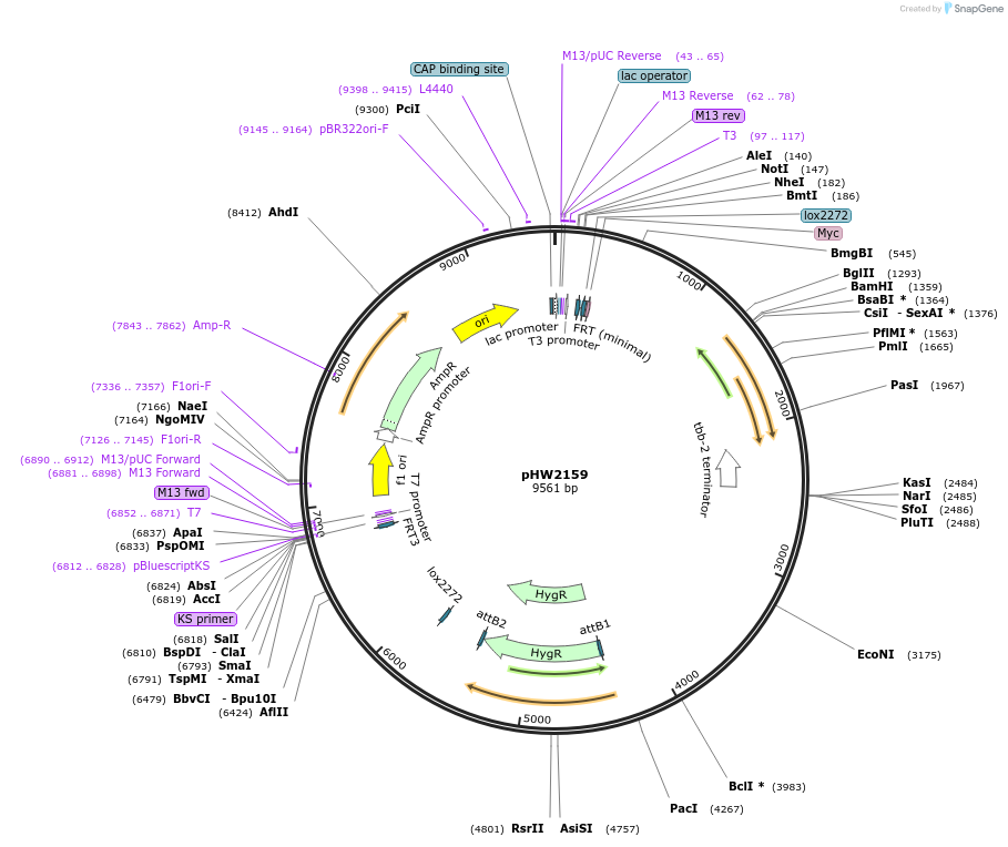 255961-plasmid-map-sequence-id-512516