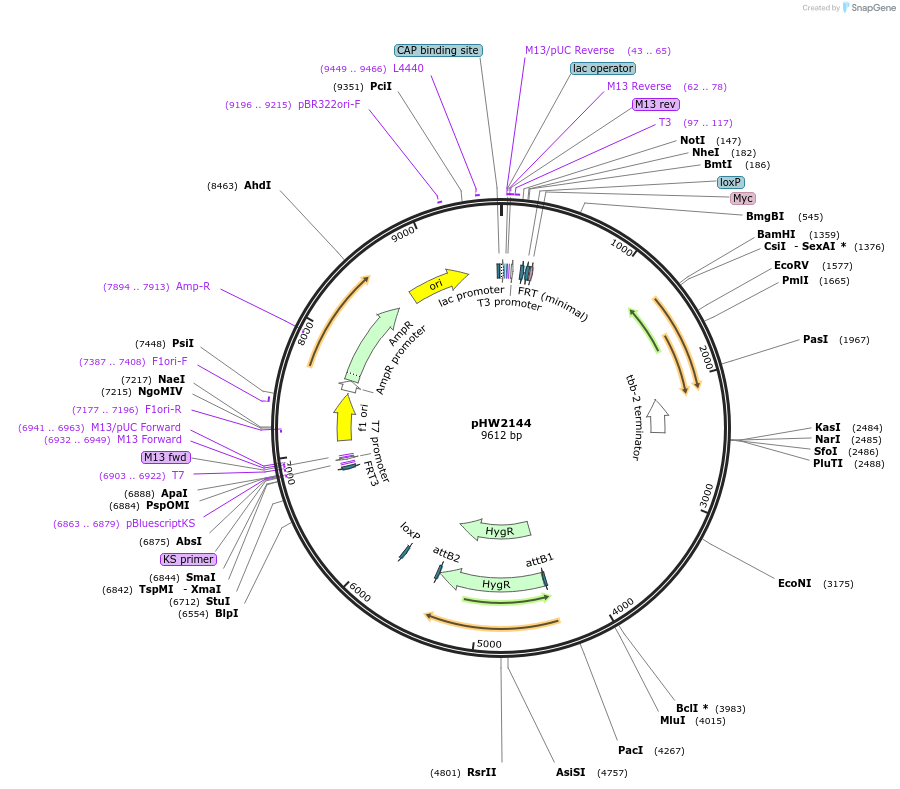 255962-plasmid-map-sequence-id-512517