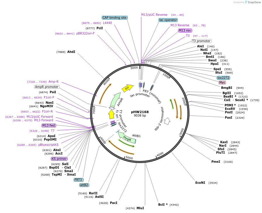 255979-plasmid-map-sequence-id-512518