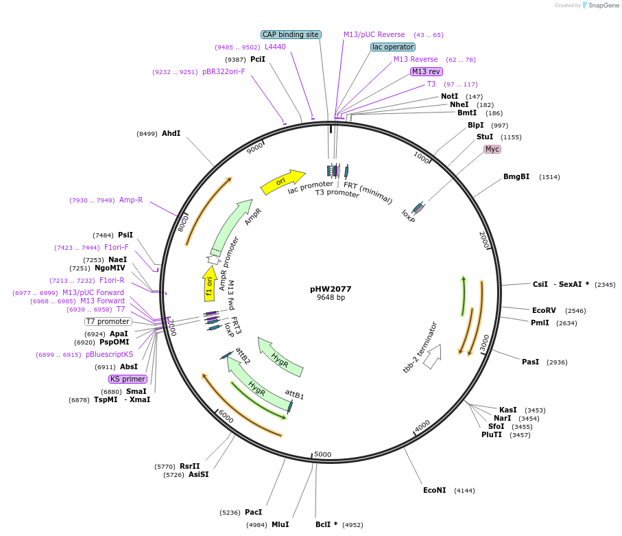 255941-plasmid-map-sequence-id-512519