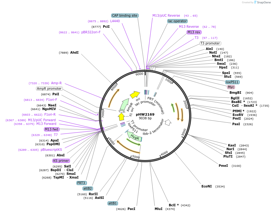 255980-plasmid-map-sequence-id-512521