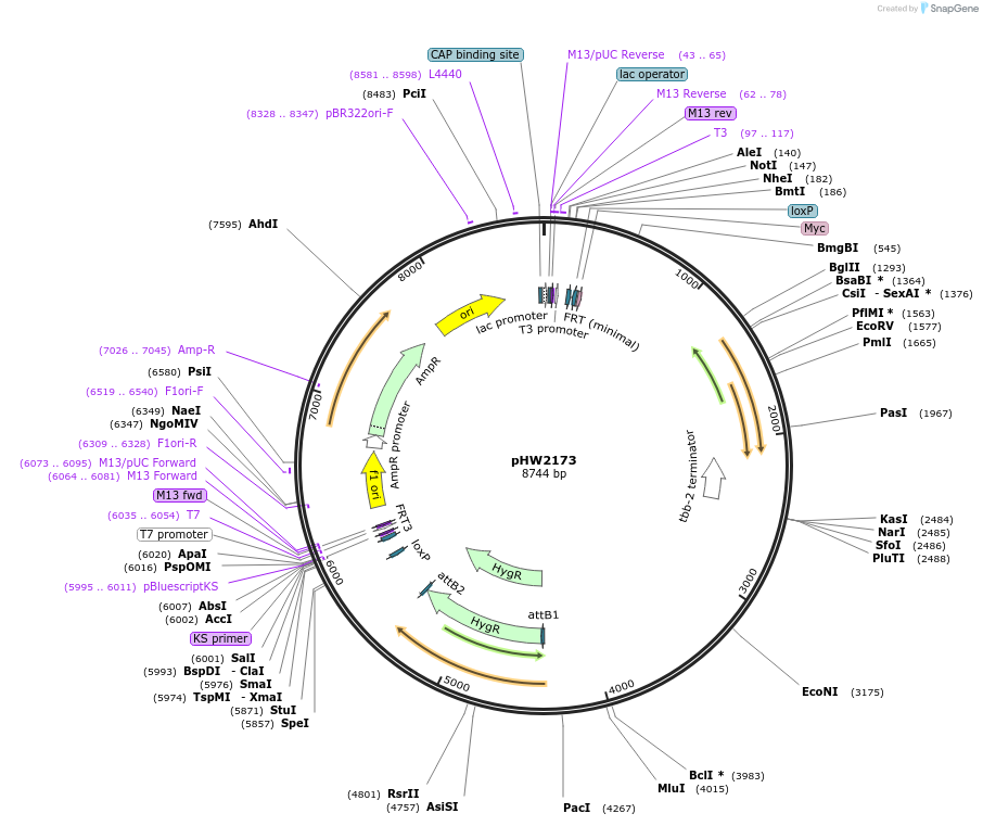 255981-plasmid-map-sequence-id-512522
