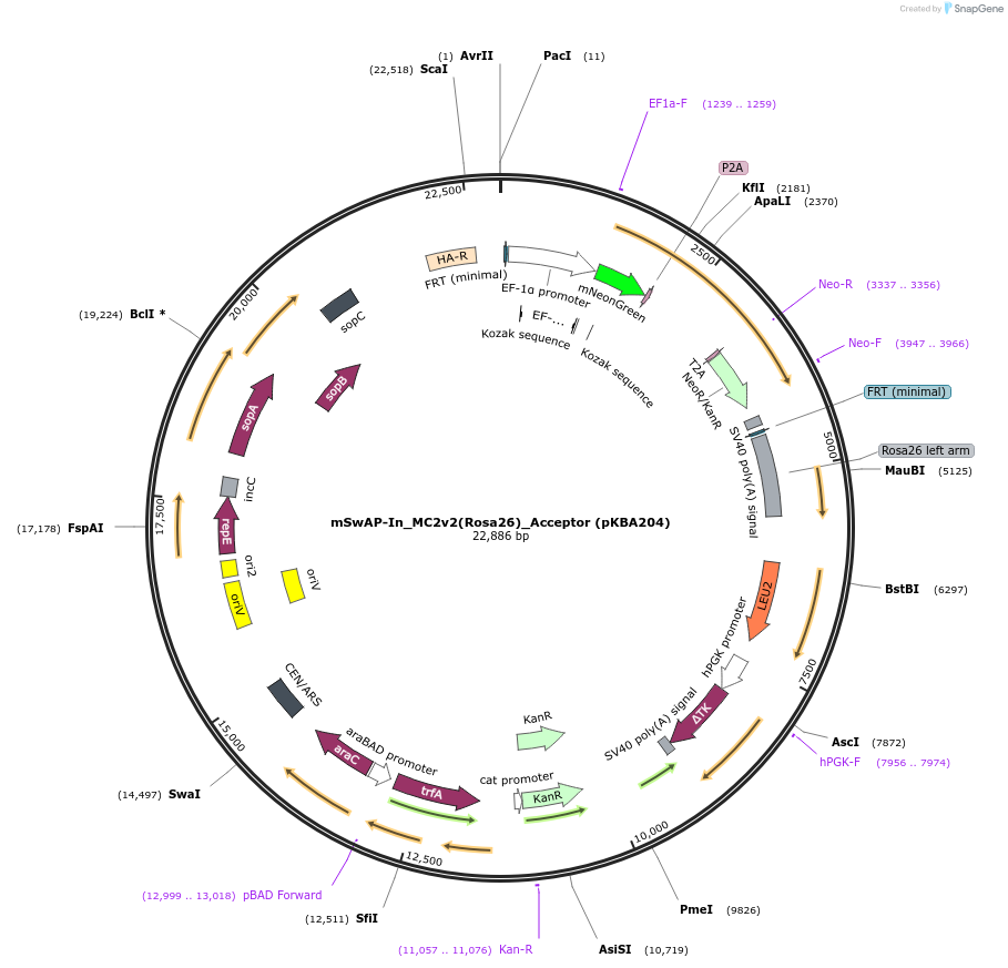 254036-plasmid-map-sequence-id-512529