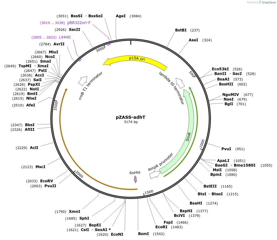 231854-plasmid-map-sequence-id-512537