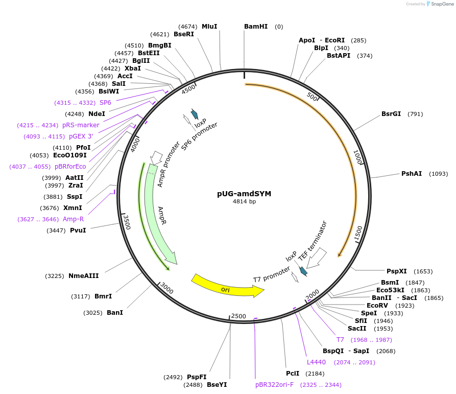 254144-plasmid-map-sequence-id-512566