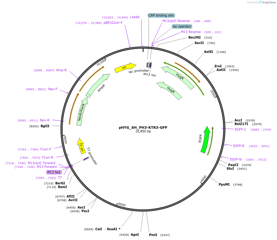 255837-plasmid-map-sequence-id-512567