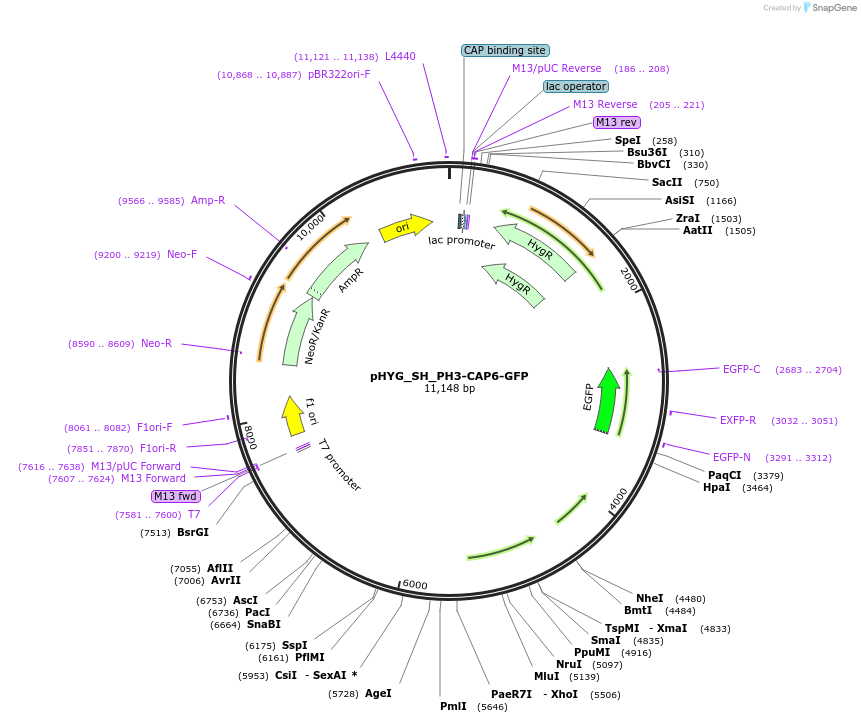 255836-plasmid-map-sequence-id-512568