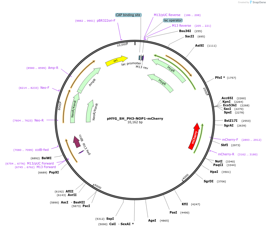 255816-plasmid-map-sequence-id-512569
