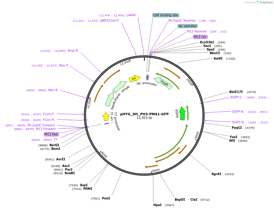 255838-plasmid-map-sequence-id-512570