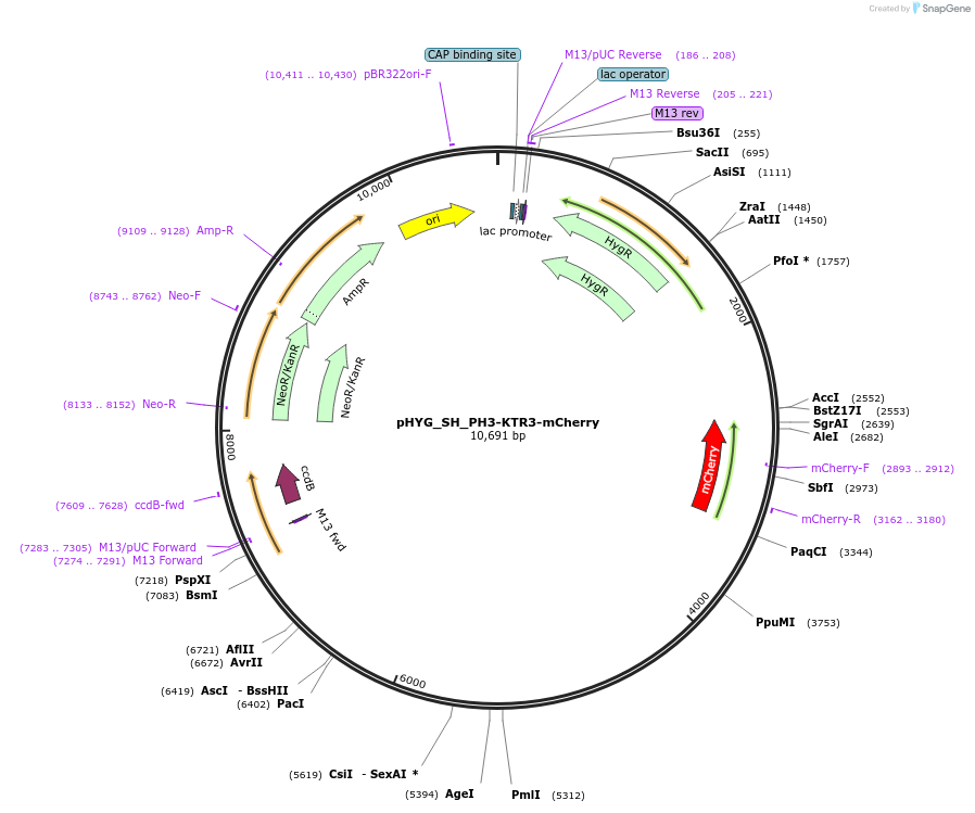 255826-plasmid-map-sequence-id-512573