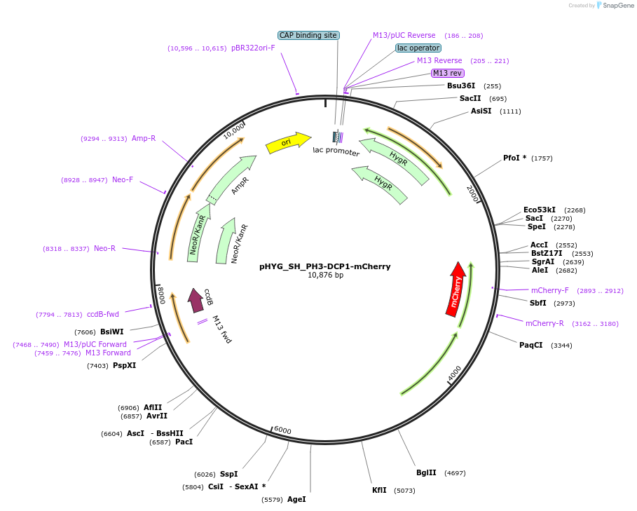 255817-plasmid-map-sequence-id-512574
