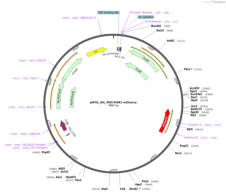 255818-plasmid-map-sequence-id-512576