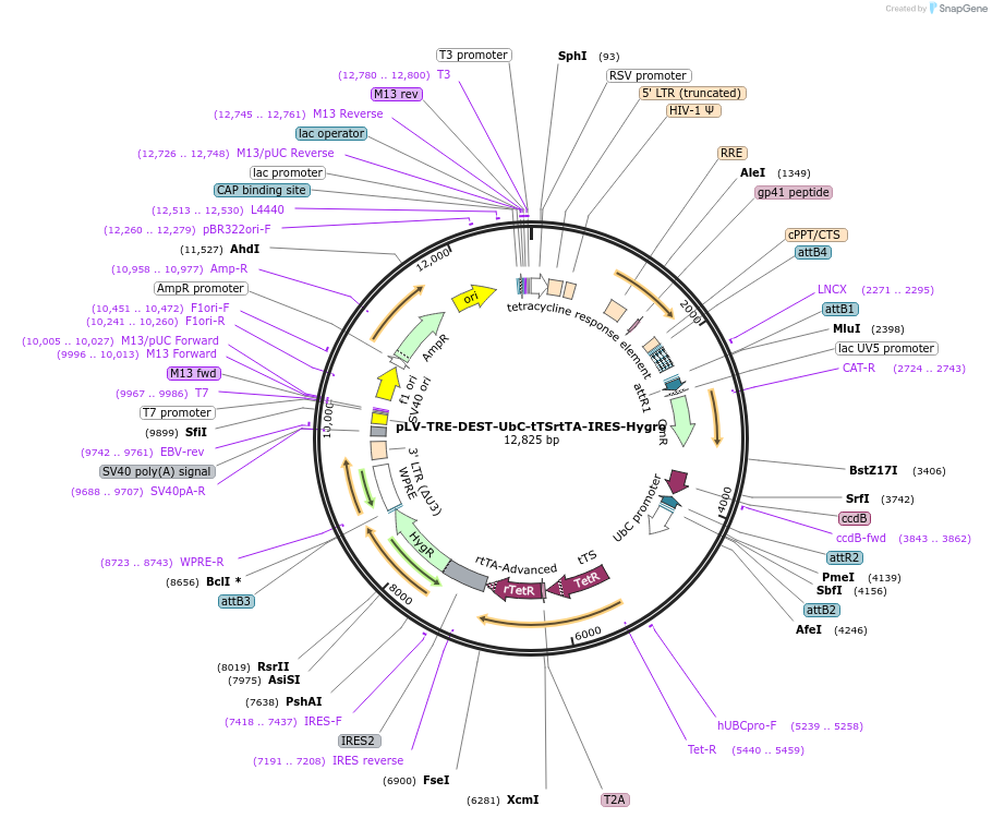 253779-plasmid-map-sequence-id-512577