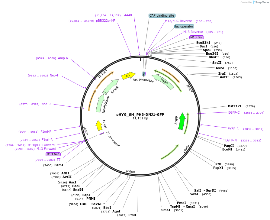 255832-plasmid-map-sequence-id-512578