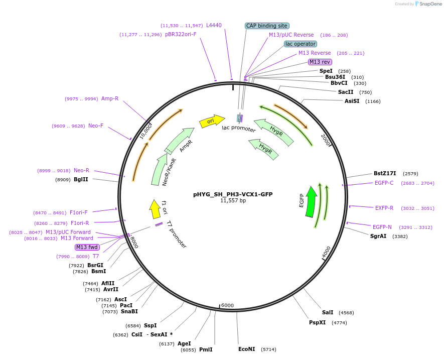 255830-plasmid-map-sequence-id-512579