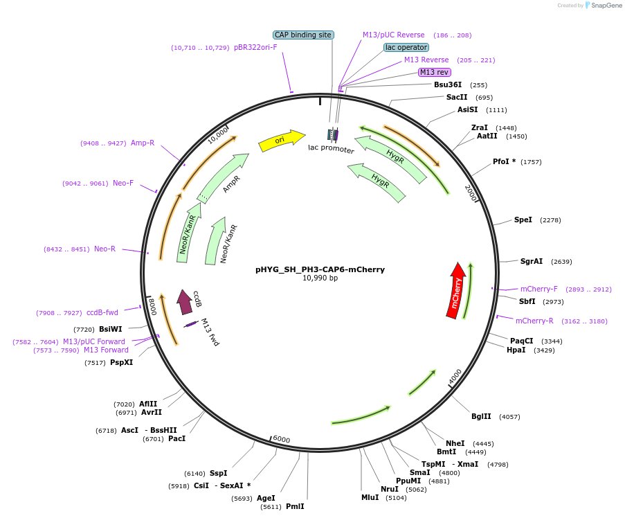 255825-plasmid-map-sequence-id-512580