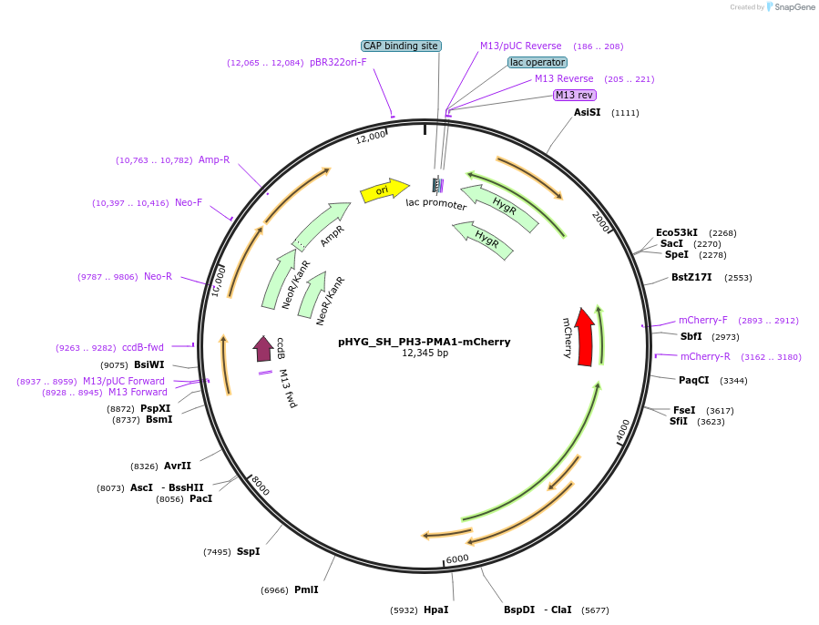 255822-plasmid-map-sequence-id-512581