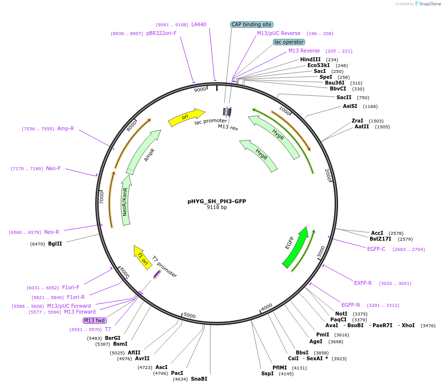 255827-plasmid-map-sequence-id-512584