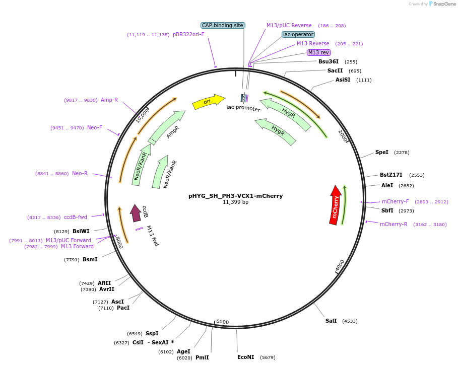 255819-plasmid-map-sequence-id-512585