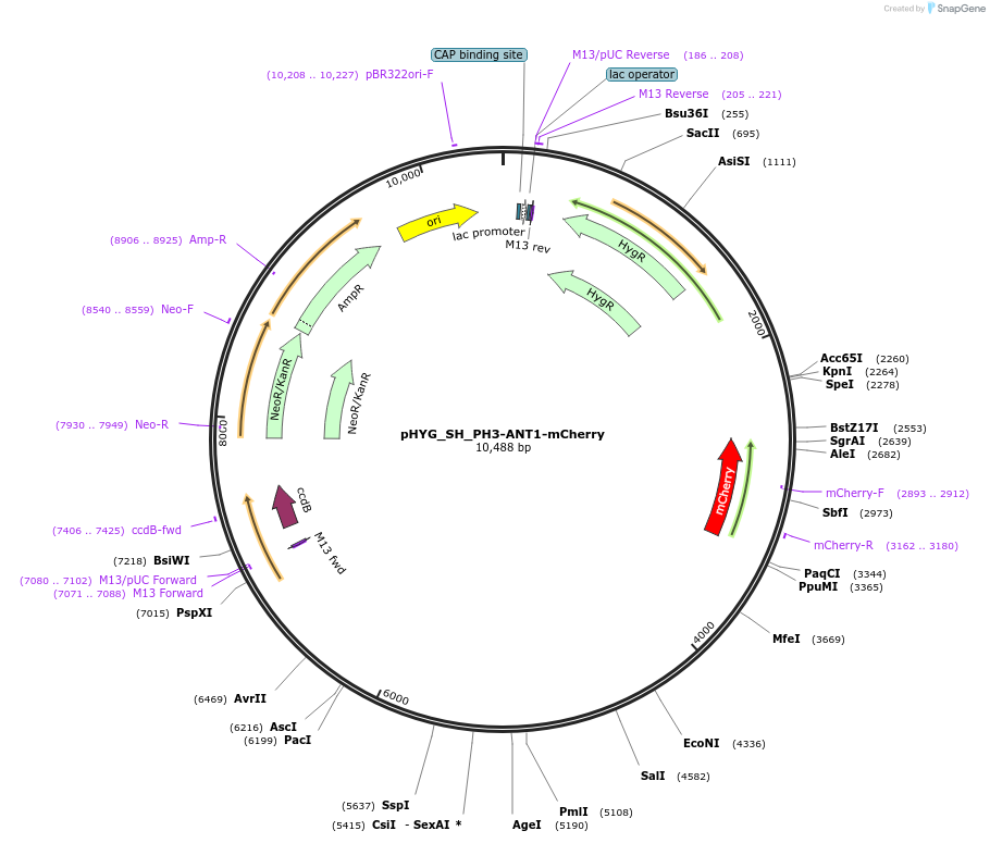 255820-plasmid-map-sequence-id-512587