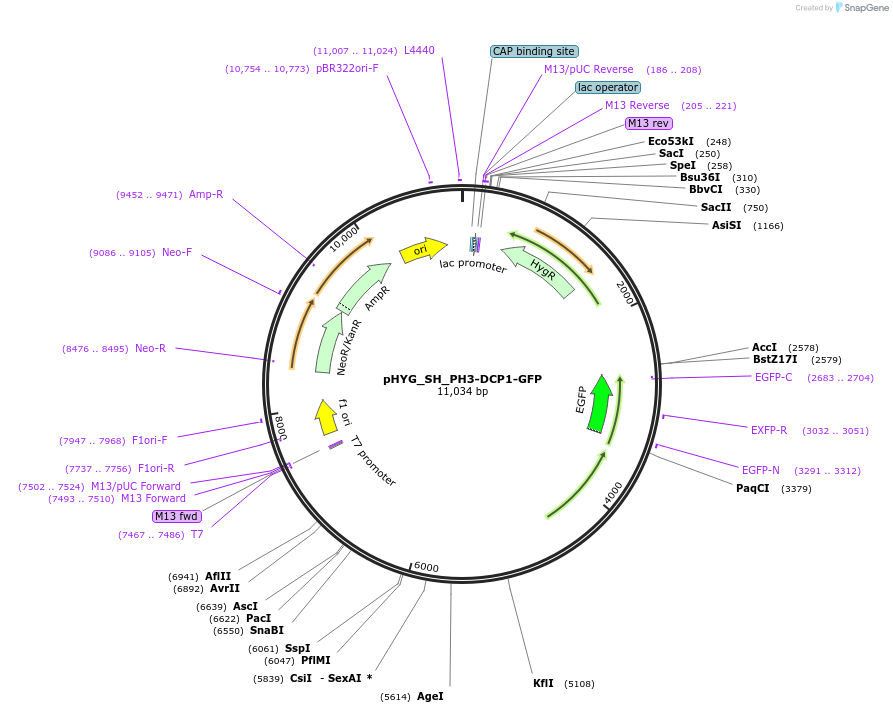 255834-plasmid-map-sequence-id-512588