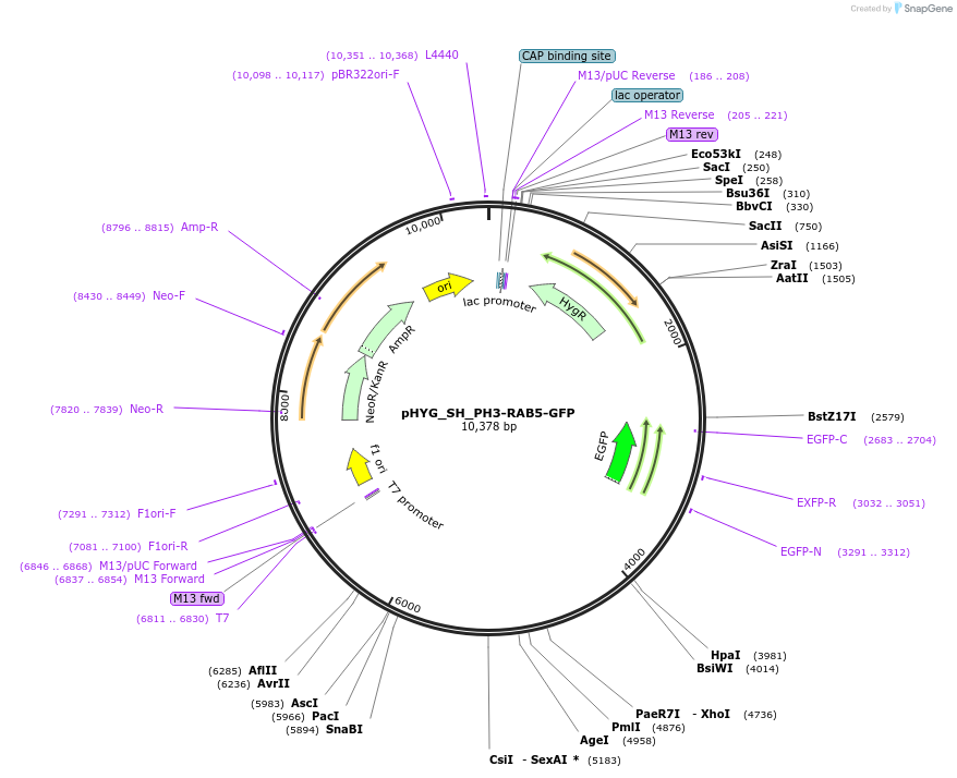 255835-plasmid-map-sequence-id-512590