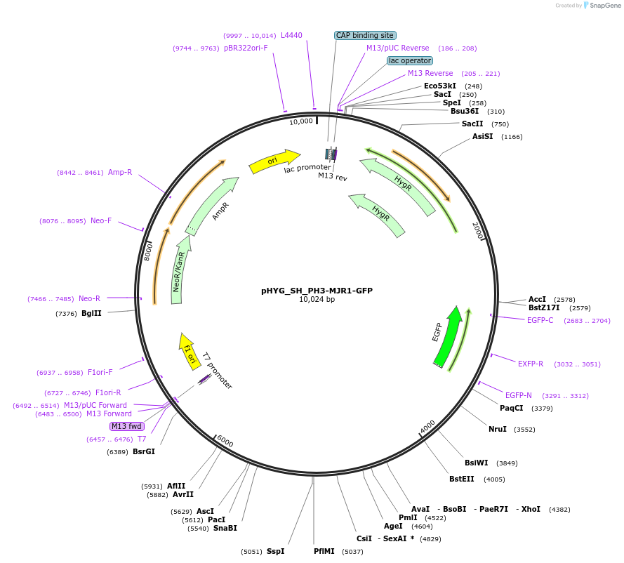 255833-plasmid-map-sequence-id-512591