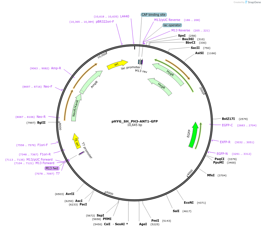 255828-plasmid-map-sequence-id-512592